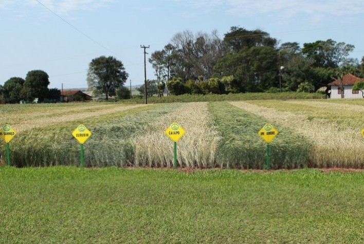 COPAGRIL: Cultivares de trigo disponíveis para avaliação dos cooperados