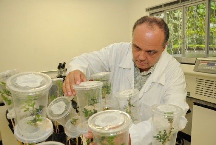 Pastagens: fungo selecionado pelo IB para controle biológico da cigarrinha-das-pastagens é usado em dois milhões de hectares