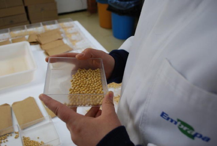 Emater e Embrapa realizam experimento com produção de grãos em sistema agroecológico