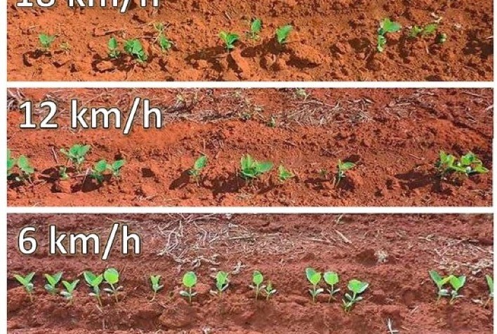BOM JESUS: Plantio, momento que se define o potencial genético da semente