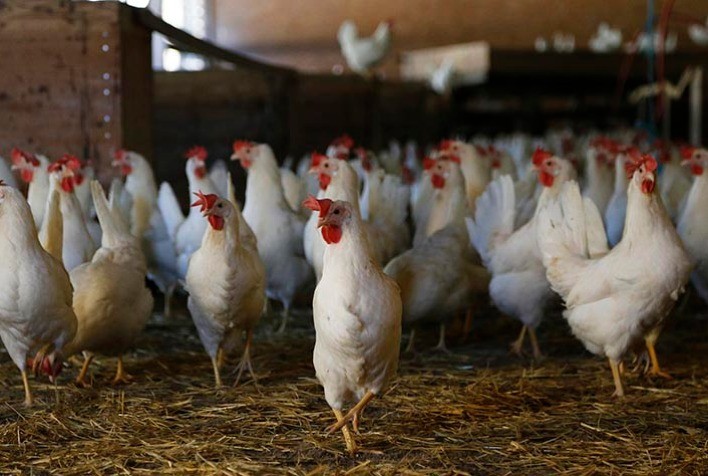 Ração cara desafia avicultura brasileira