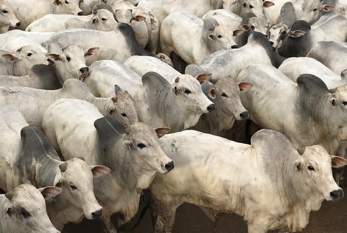 Demanda firme no mercado de sebo bovino