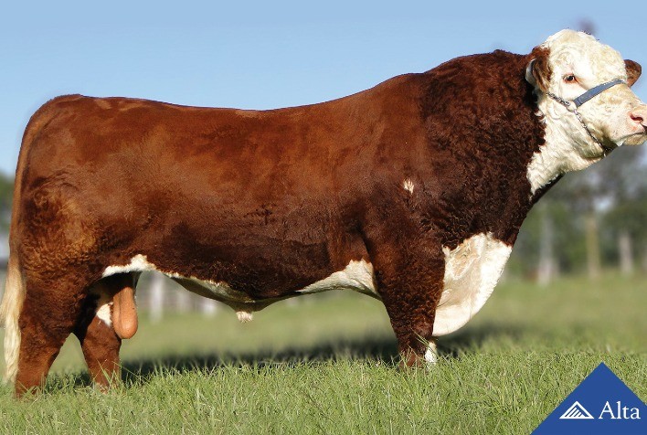 Alta lança catálogo de Corte Taurino para atender variadas demandas de produção