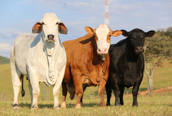 Casa Branca vende 200 reprodutores e fêmeas Angus, Brahman e Simental, no dia 5 de setembro