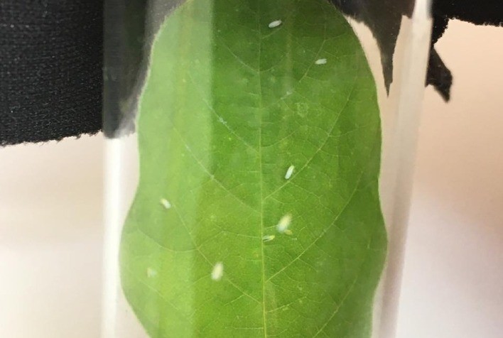 Bioinseticida é nova ferramenta para o controle da mosca-branca