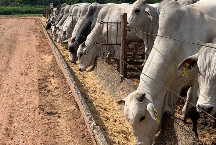 Controle sanitário eficaz é essencial para o ganho de peso dos bovinos em confinamento