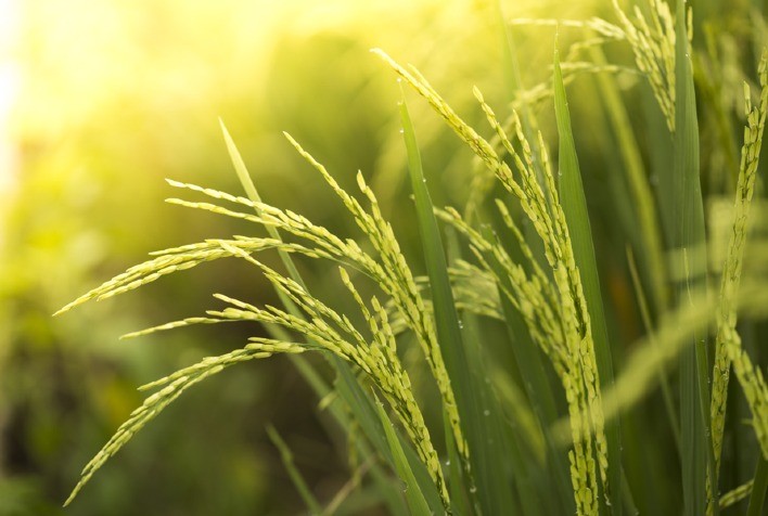 Proteína aumenta rendimento de arroz em 50%