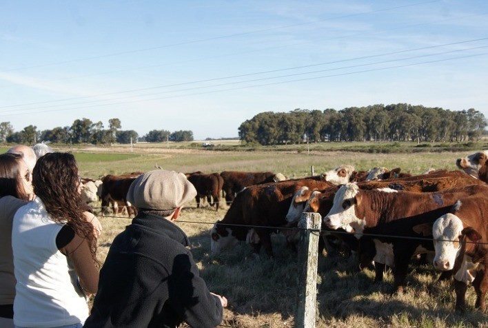 Live vai apresentar potencialidades das raças Hereford e Braford