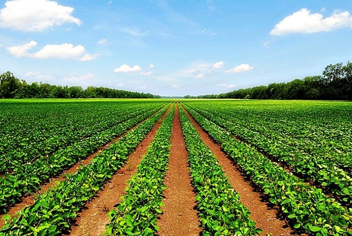 Cuidados com matocompetição são essenciais para garantia de melhor produtividade na safra