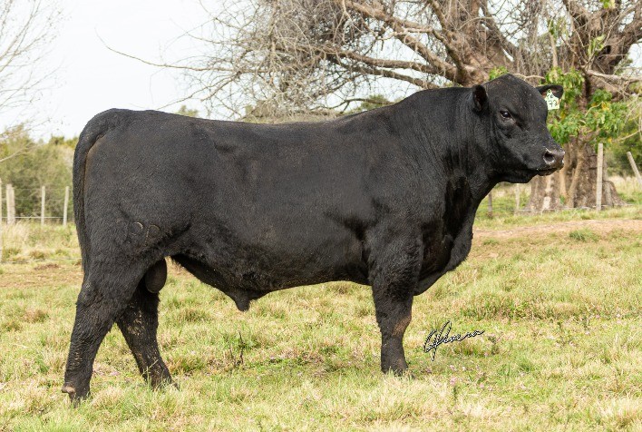 Tólio’s Farm e RPK Genética conquistam prêmios nacionais na Angus