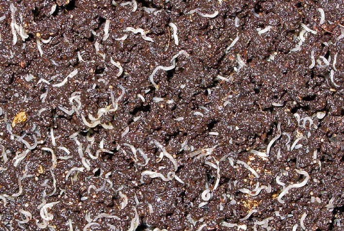 Pesquisadores identificam 20 novas espécies de microminhocas no Cerrado