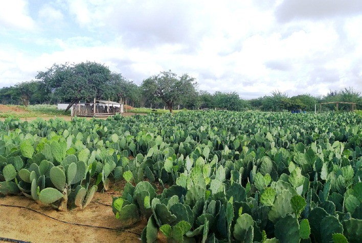 Projeto altera perfil de produção pecuarista familiar no Semiárido Baiano