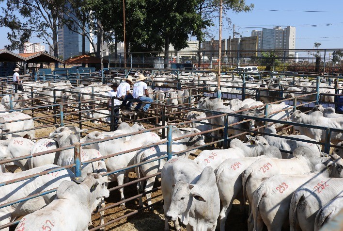 CFM venderá 400 reprodutores Nelore CEIP em 05.10 pelo sistema BullTrade, com valor indexado à arroba do boi gordo