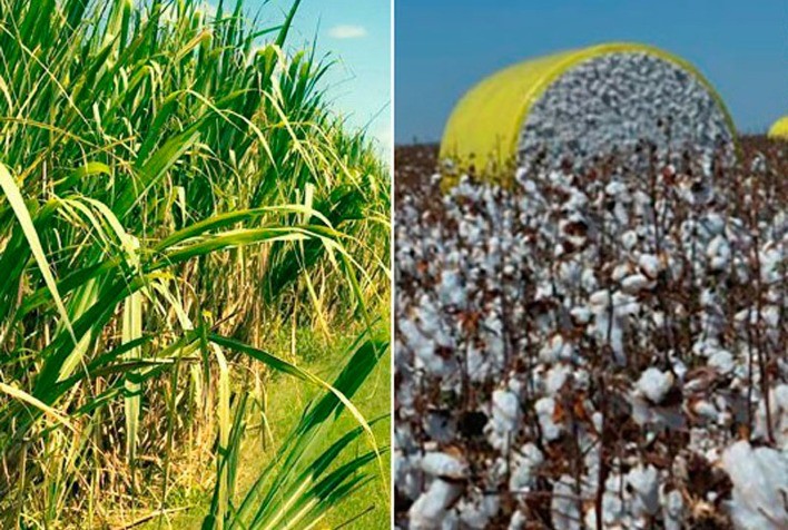 CNA levanta custos de produção de cana e algodão