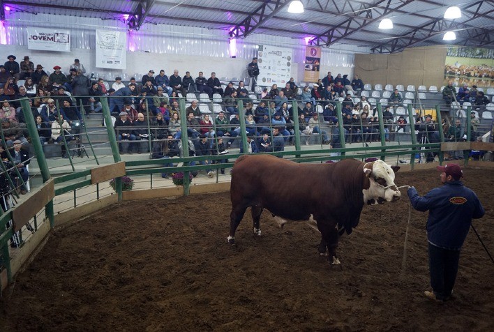Criadores de Hereford e Braford apostam em valorização durante a Temporada de Primavera