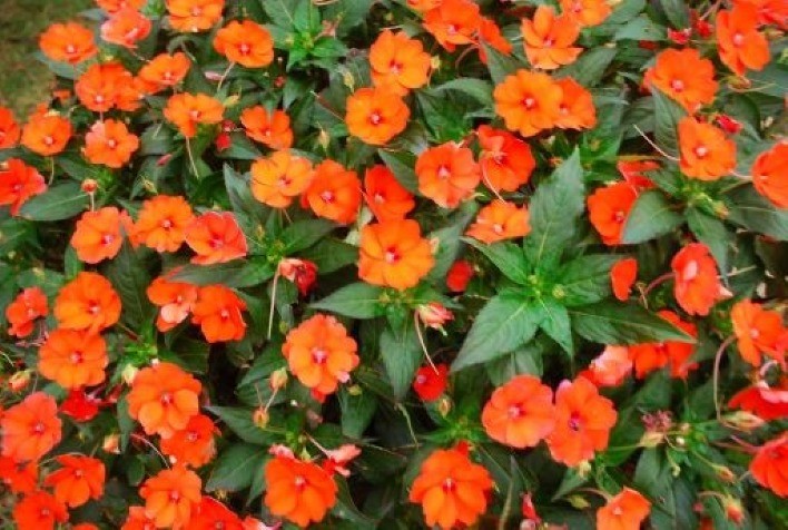 Flores: uso de controle biológico proposto pelo IB pode reduzir em 70% a aplicação de acaricidas