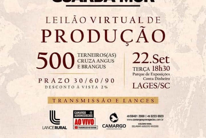 Leilão virtual da Fazenda Guarda-mór ofertará 500 terneiros (as) cruza  Angus certificados - Portal do Agronegócio