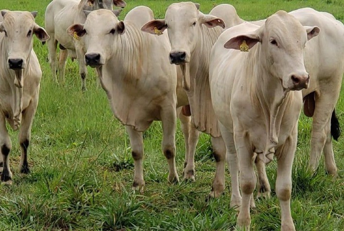 Alta nos preços da arroba da vaca e novilha para abate