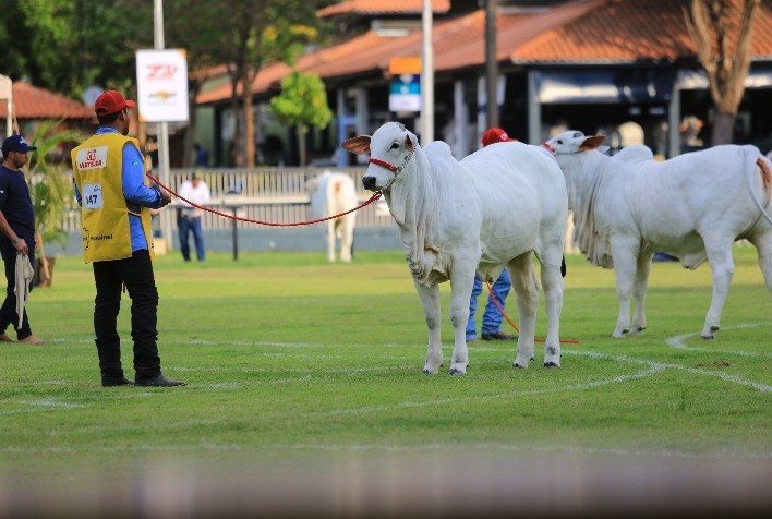 Expoinel 2020: Últimos dias para criadores inscreverem seus animais na principal exposição Nelore e Nelore Mocho do País