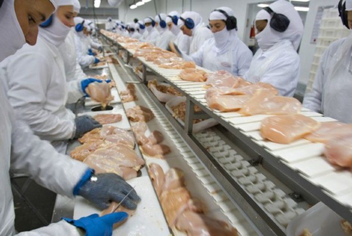 Na exportação, nem mesmo os cortes de frango escapam do forte recuo de preço