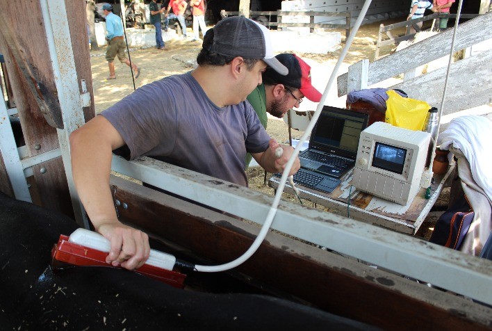 Angus abre inscrições para Programa de Fomento à Avaliação de Carcaças por Ultrassonografia