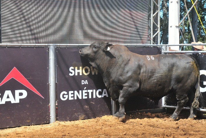 GAP Genética realiza seu primeiro leilão virtual nesta Temporada de Primavera