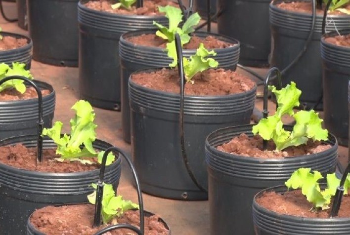 Biofortificação: IAC aumenta em 16 vezes o teor de zinco nas folhas de alface