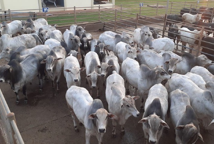 Circuito Nelore de Qualidade em Nova Andradina (MS) reúne mais de 400 animais machos