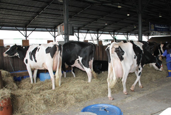 Conforto do produtor também está ligado à maior produção de leite