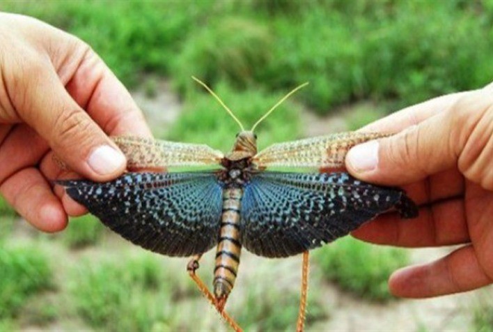 Gafanhotos atacam no Mato Grosso