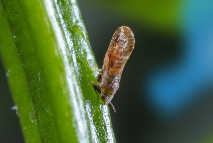 Clima aumenta incidência de psílideos nos pomares