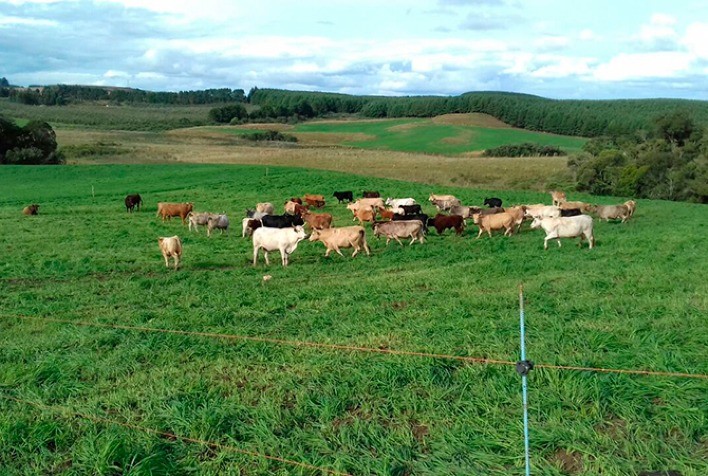Pastagem degradada gera R$ 9,5 bi em prejuízos anuais para pecuária brasileira
