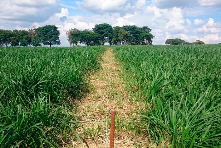 Emater e IF Goiano distribuem mudas de capineiras para produtores rurais em Ceres-GO