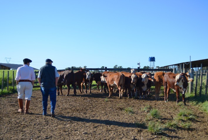 ABHB e Embrapa realizam terceira pesagem da PAC 2020/2021
