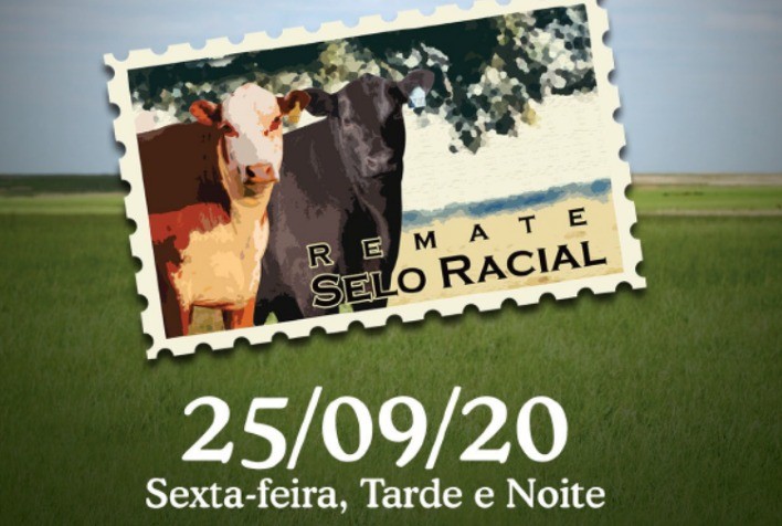 Selo Racial colocará em pista 138 animais da raça Angus
