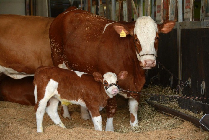 Mais de mil animais marcam presença na Expointer Digital 2020