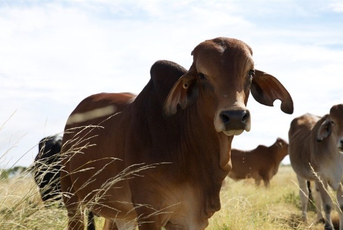 Pecuária orgânica é oportunidade pós-pandemia