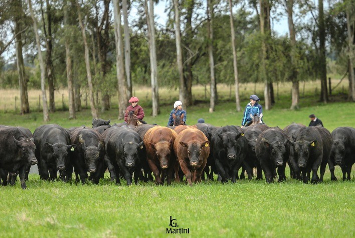 Capanegra oferta reprodutores Angus e Brangus na próxima terça-feira