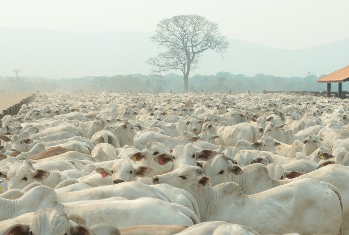 Alta bate recorde e comercializa 1 milhão de doses de sêmen em agosto