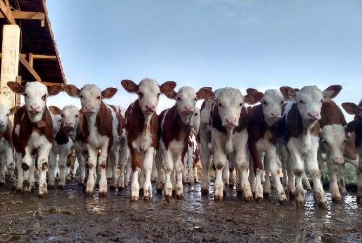 No primeiro semestre Simental ultrapassa o total de embriões coletados em todo o ano passado