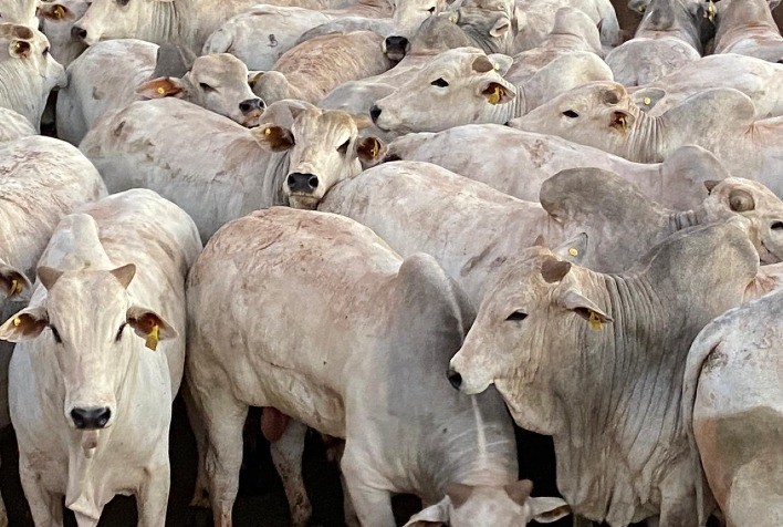 Maior oferta de bovinos estabiliza o mercado