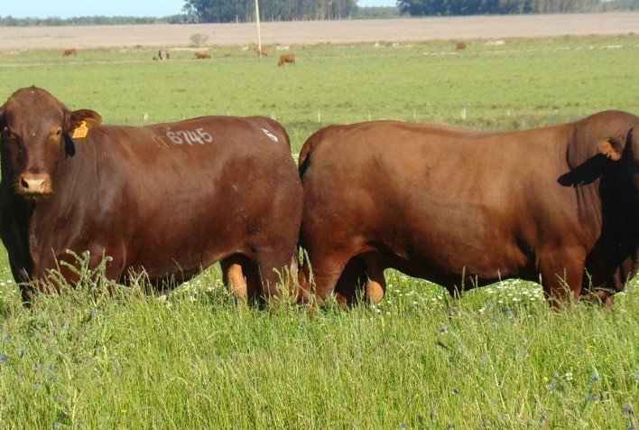 Programa Montana vende 45 touros a média de R$ 12,5 mil na segunda edição do leilão De Olho Na Fazenda