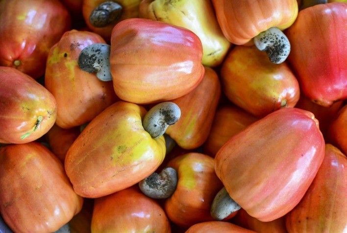 Plantio superadensado de cajueiro-anão triplica a produtividade