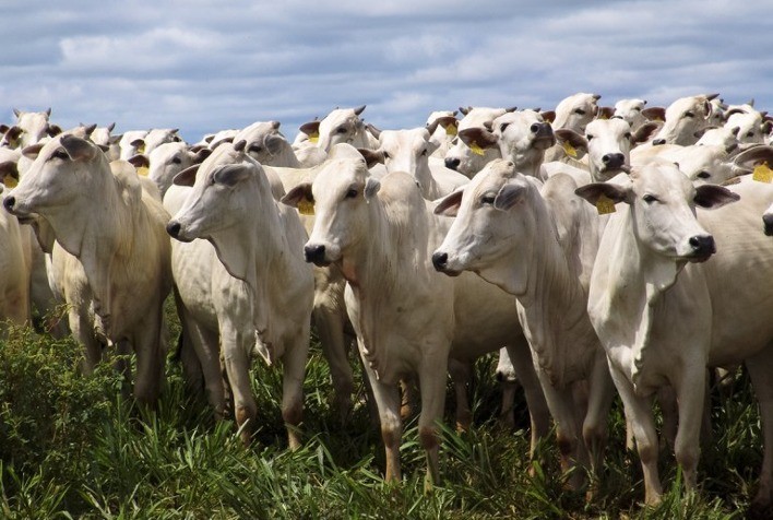 Primeira etapa de vacinação contra a febre aftosa já imunizou 166 milhões de animais