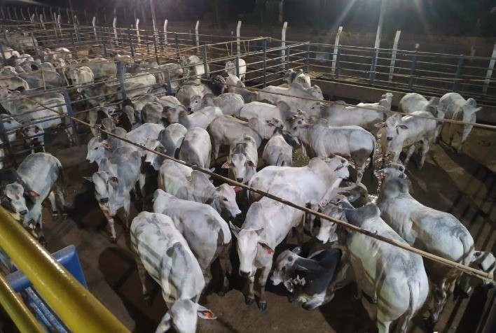 Circuito Nelore de Qualidade apresenta os vencedores da etapa de Redenção (PA)