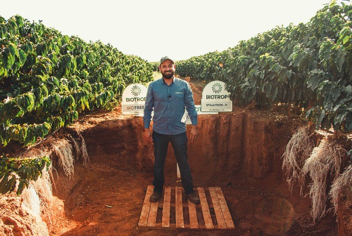 Cafezal com raízes protegidas produz mais e com mais qualidade