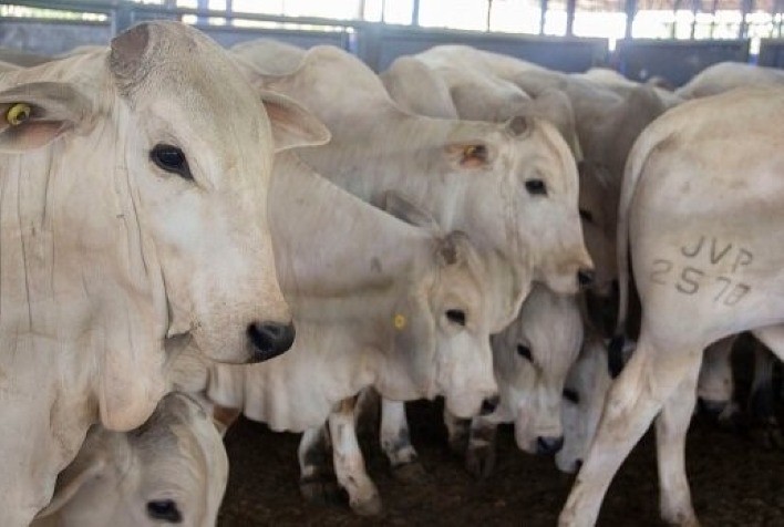 Bezerros participantes do programa ‘Zebu: Carne de Qualidade’ passam por quarta pesagem