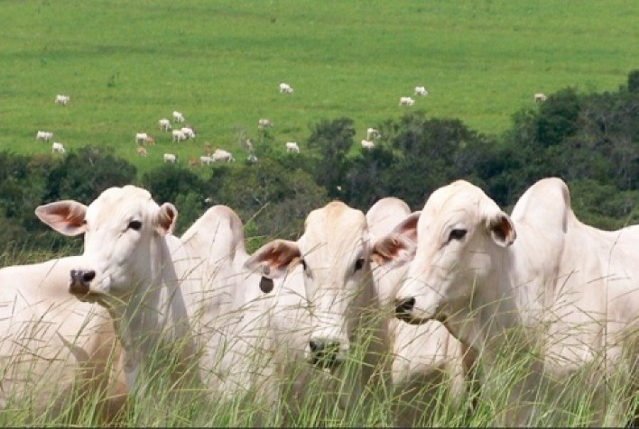 Bovinos para reposição: preços subiram 51% no acumulado de 2020