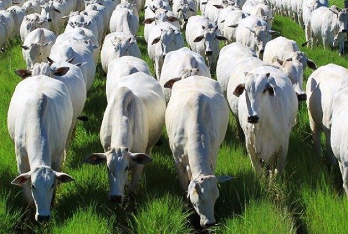 Alta no preço da arroba da vaca gorda