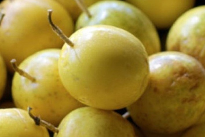 Maracujá amarelo e cebola: resultados positivos de consórcio apontam oportunidade interessante de renda na região de Adamantina